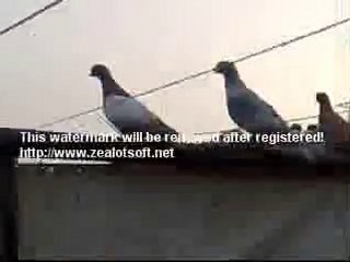 lübnan kuşları www.guvercinurfa.com