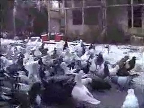 thomas sankari lübnan filo kuşları guvercinurfa.com