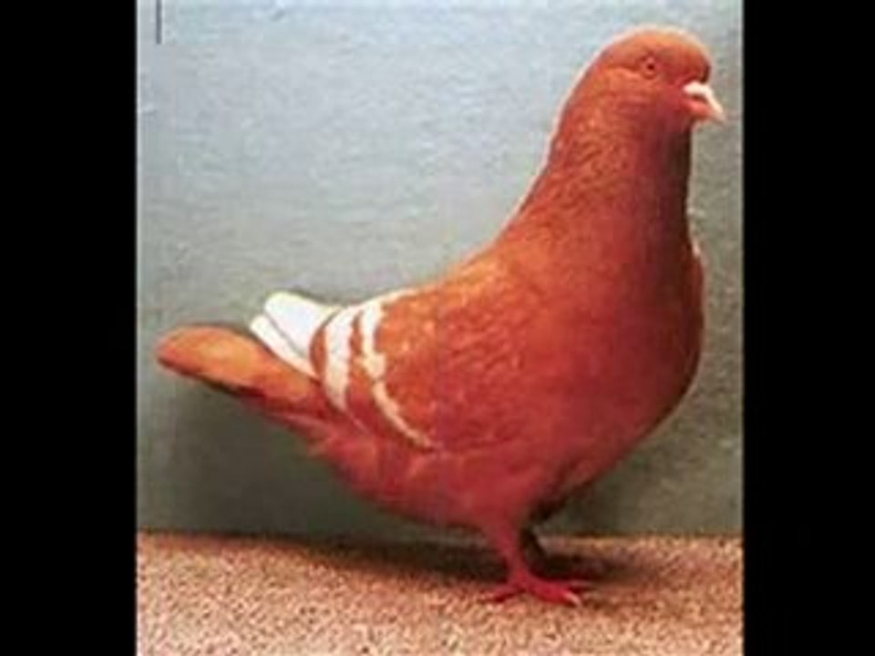 Lübnan filo kuşları video www.guvercinrehberi.com