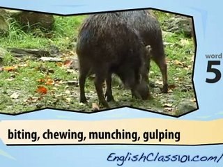 Learn English with Jungle Animals - Educational Video for Beginners