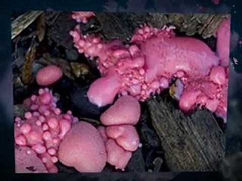 Symptoms of Slime Mold Danbury CT 203