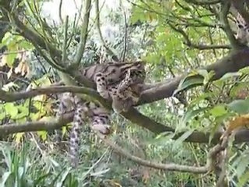 Les bébés panthères longibandes en pleine action au Zoo