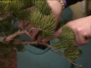 applicazione del filo metallico al bonsai