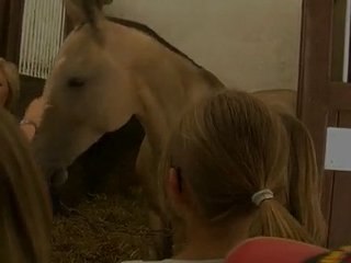 Des chevaux russes aux haras du pin