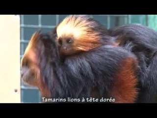 Naissances chez les ouistitis et les tamarins