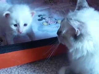 portee 2010 de embre et de enzo