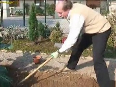 coltivazione degli asparagi