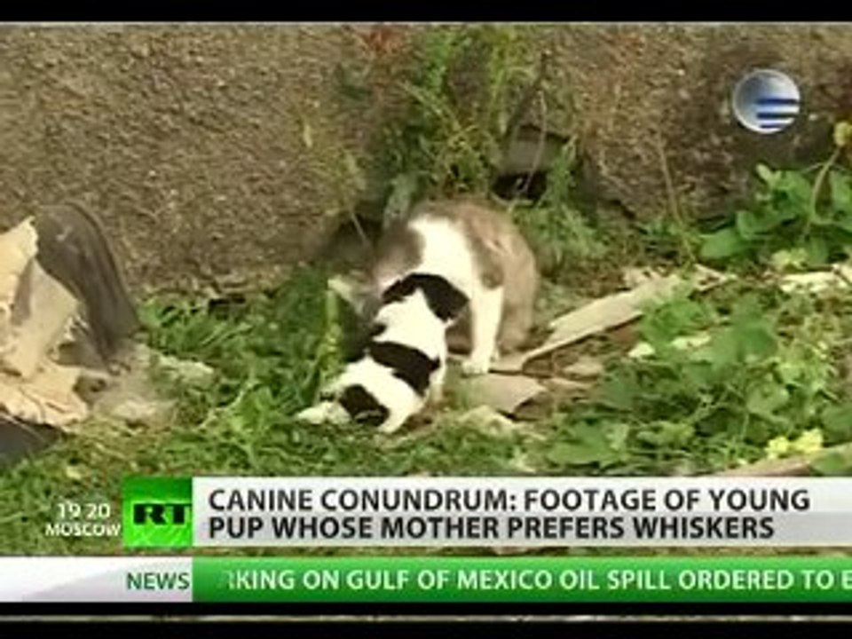 Gatta partorisce cucciolo con sembianze di cane