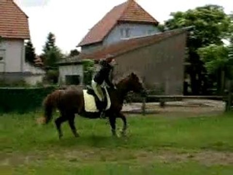 Travail sans les rênes qu'avec des ordres vocaux