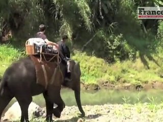 Reportour : Indonésie, une balade en éléphant