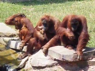 Les Orangs Outangs: Jane et son bébé