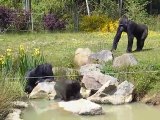 Les gorilles du Zoo de la Boissière du Doré