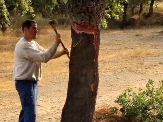 Levée de liège du Roussillon à Banyuls