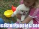 Adorable Cavalier King Charles puppies playing