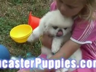 Adorable Cavalier King Charles puppies playing