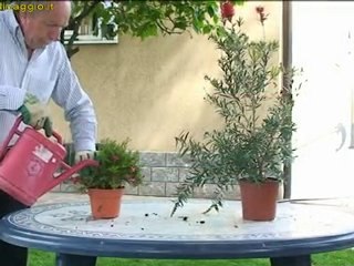 coltivazione delle piante in vaso