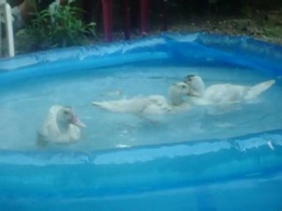 canard