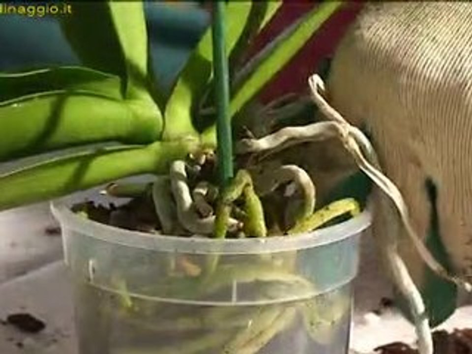 interrare un orchidea