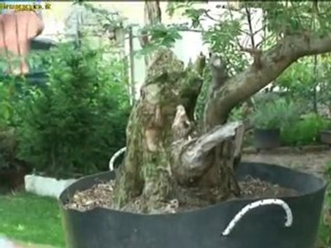 la potatura di un prebonsai