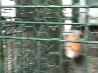 Petite Louise à la ferme 7