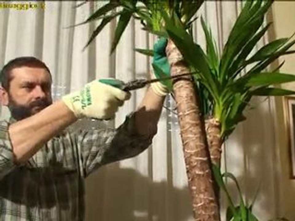 la yucca
