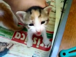 ÇORLU - 3 .7.2010 DOGUMLU KEDILERE YUVA ARIYORUZ-KEDILIEV