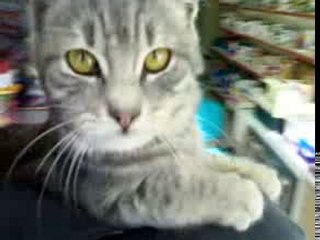 KEDILIEV. cangema.sahiplendirme. Whıskas kedısı mısalı