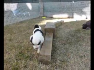 Agility