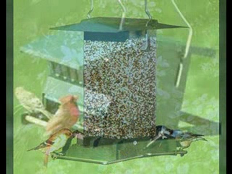 variety of squirrel proof feeders