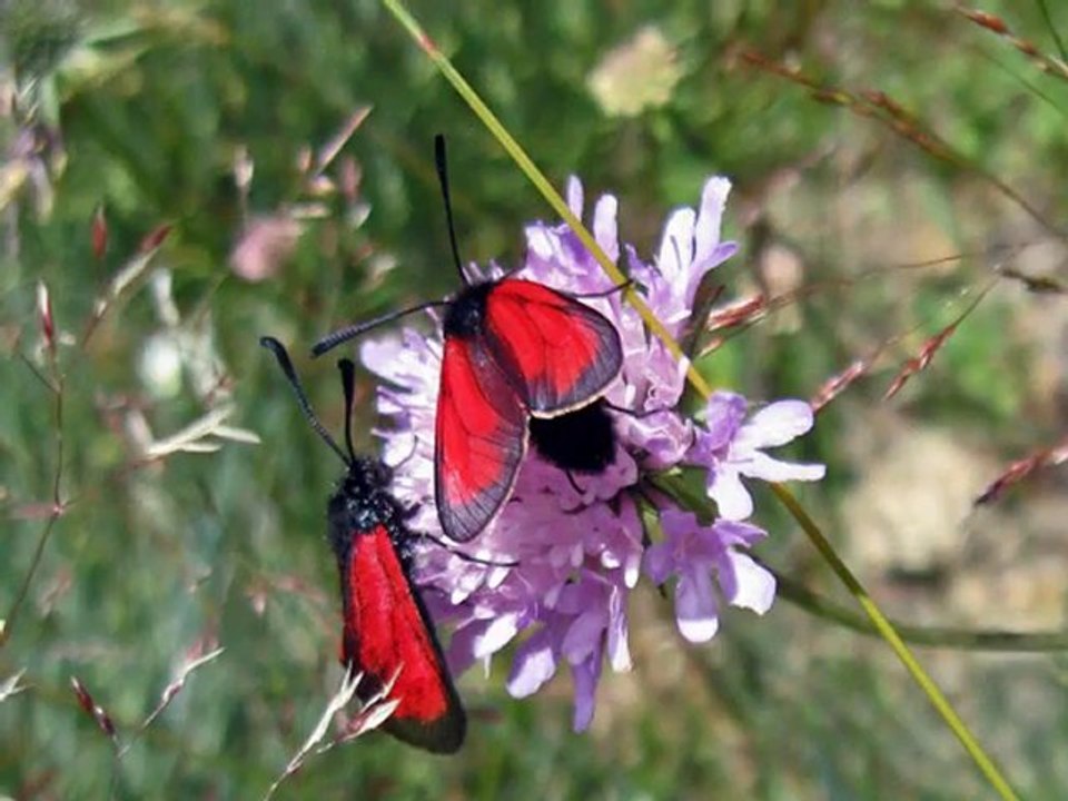 LES MATTES VERTES ET LES MATTES ROUGES
