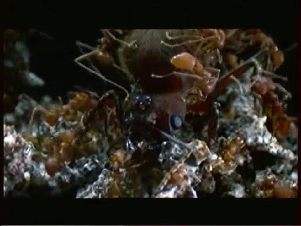 L'organisation Secrete Des Fourmis 2
