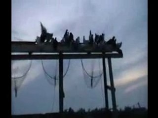 lübnandan karışma filosu www.guvercinurfa.com