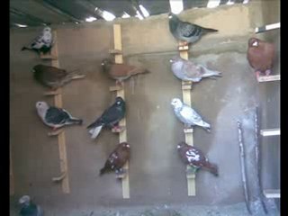 filo kuşları slayt video  www.guvercinurfa.com