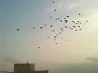 havada filo kuşları uçarkan www.guvercinurfa.com