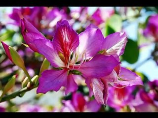 Bulgaria foto slide Orhan Umit video...