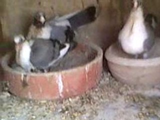 arap güvercin üretimhanesi www.guvercinurfa.com