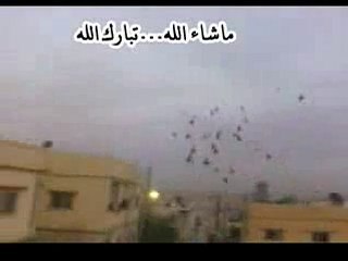 suriye karışma kuşları 3 www.guvercinrehberi.com