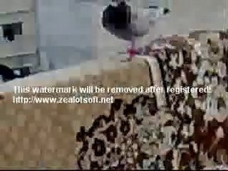 ürdün filo kuşları  www.guvercinrehberi.com