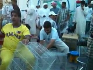 arap güvercin mezatı www.guvercinurfa.com