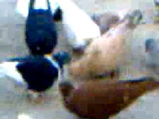 lübnan filo karışma kuşları www.guvercinrehberi.com