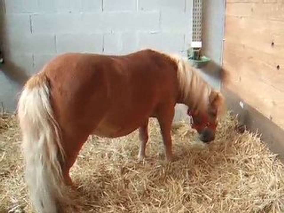 Cacahuete une super ponette