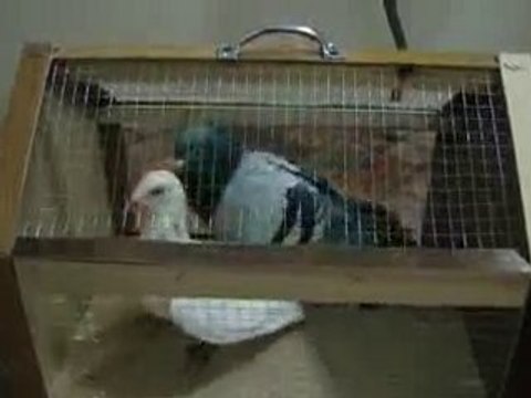 güvercin eşe atımı guvercinrehberi.com