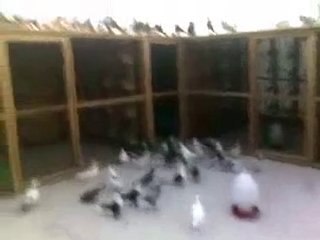 arap filo kuşu üretimhanesi  www.guvercinurfa.com