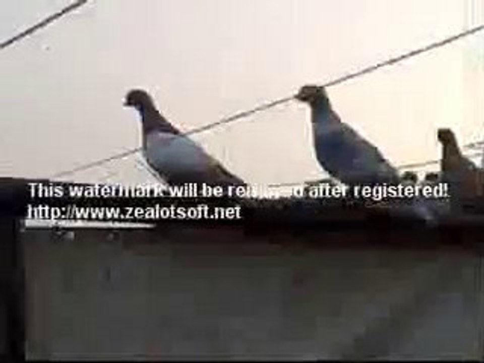 lübnan filo karışma kuşları 2  www.guvercinrehberi.com