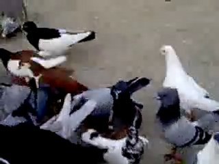 suriye filo kuşu yemleme www.guvercinrehberi.com