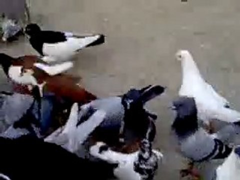 suriye filo kuşu yemleme guvercinrehberi.com