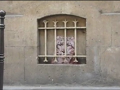 Affichage sauvage 3, les animaux dans les rues de Paris...