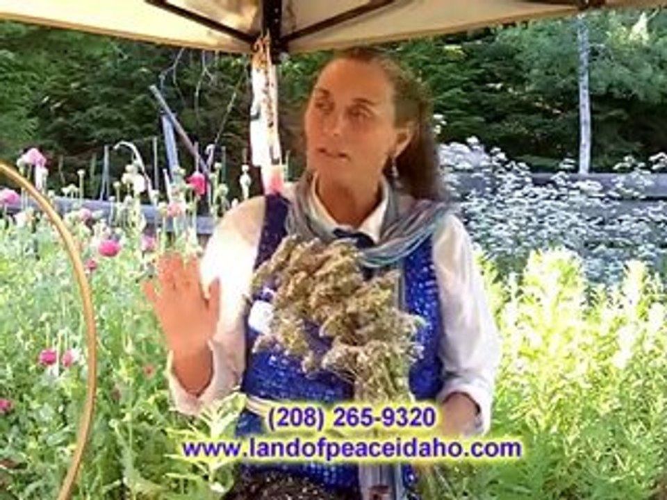 Valarian organic healing oil