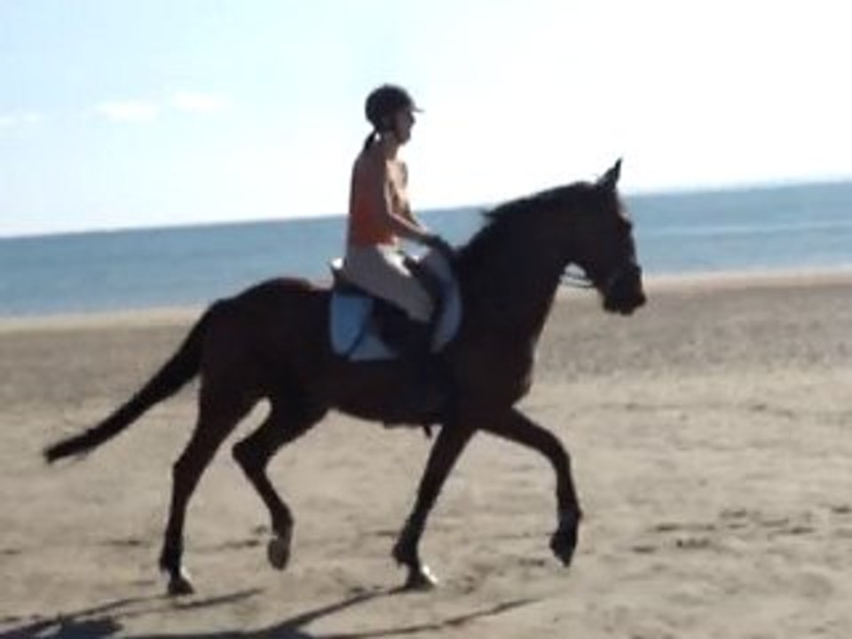 POLTROT