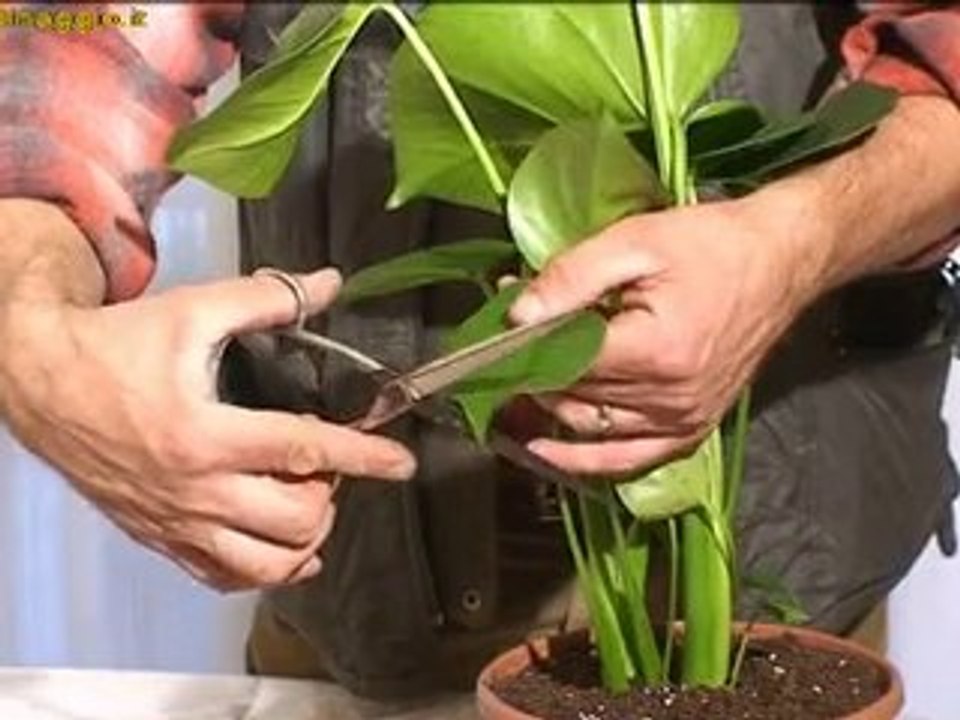 piante da foglia video